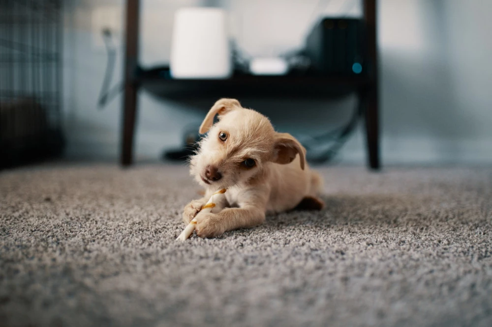 Dog sitting on carpet